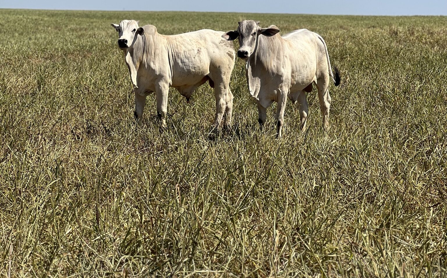 Fazenda Princesa