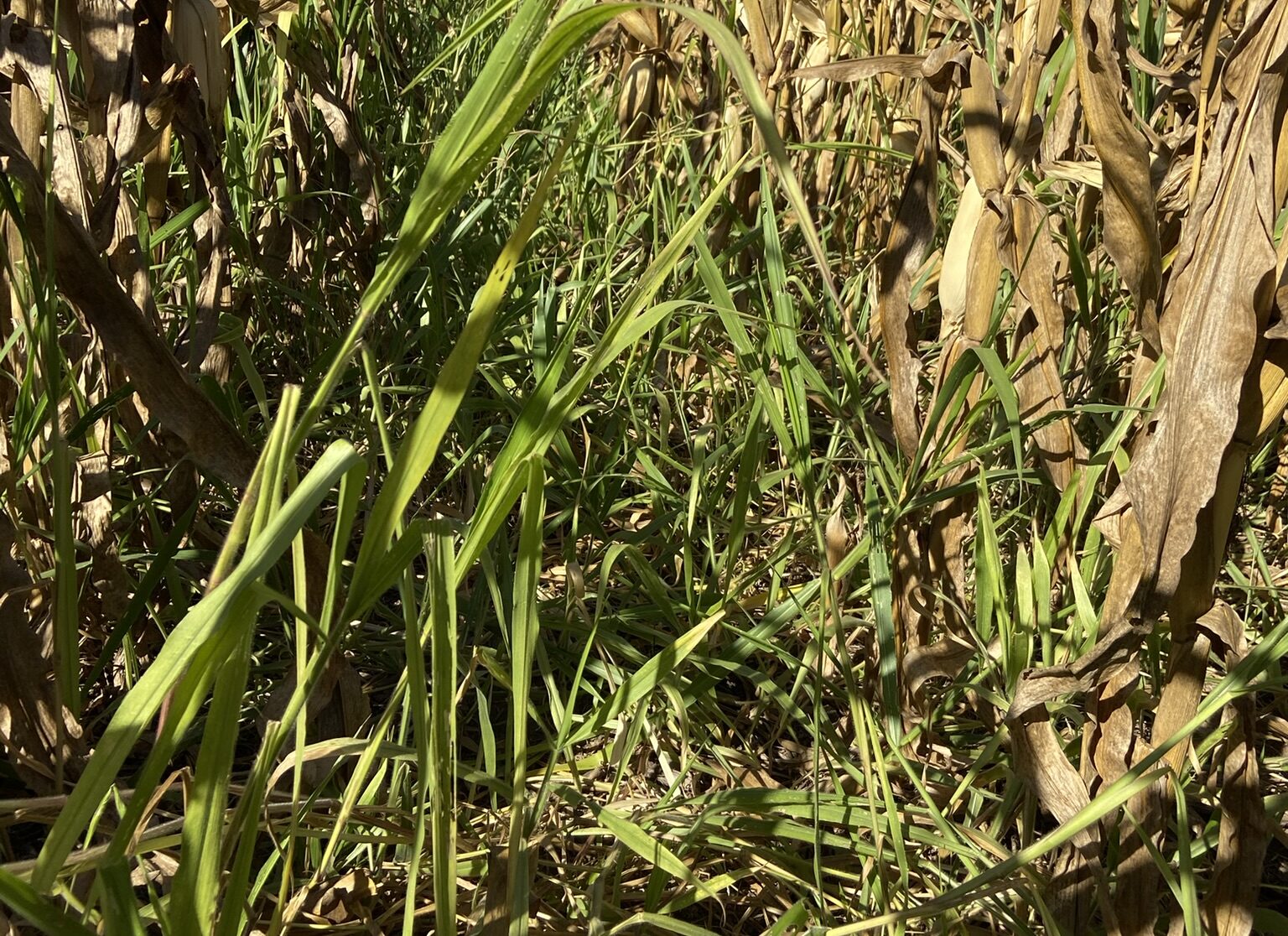 Fazenda Nova Terra